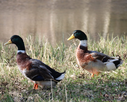 De practige natuur